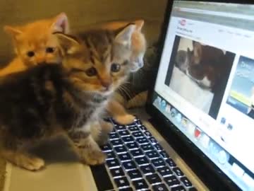 【猫動画】ネコ動画に興味津々な子猫達