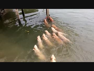 【閲覧注意】大量の犬に襲われる男性