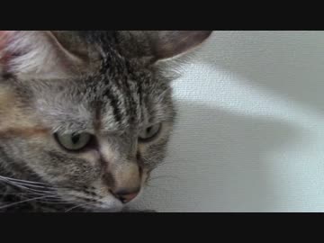 拾いねこ＠生後1133/1100日目　プレゼント　＊＾－＾＊♪