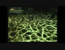 [シャドウタワーアビス/初見実況] この孤独と絶望の世界から逃げたい (02)