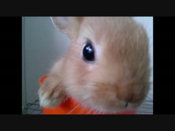 うちのペット