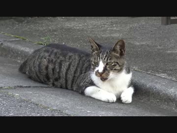 カツオ（猫）、口が開く