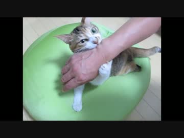 パパ「ねこってヤキモチ焼きやからな」