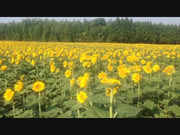 【癒し系】　高鍋のひまわり① 2014　【自然】