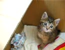 うちの猫の小さかった頃2
