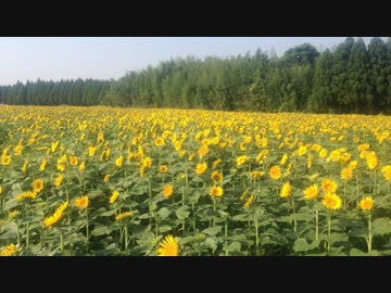 【癒し系】　高鍋のひまわり② 2014　【自然】