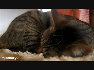 くしゃみをすると文句を言う猫