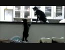 .うにｖｓまろ