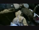 捨て猫を拾い、新たな問題が生じる