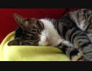 うちの猫の寝姿を撮影してみた（８月１２日）