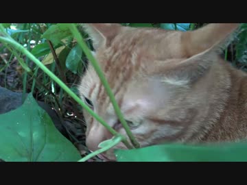 【捕食閲覧注意】茶トラ猫兄弟のアホの子、イモ虫とセミを捕食する