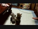 シンクロできない兄妹猫