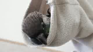 ウロコインコ：チビ【袖ハンモック】