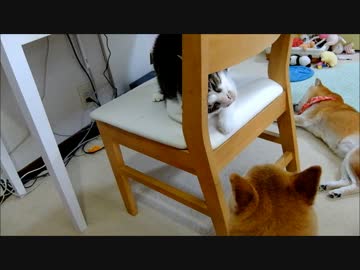 柴犬の顔を見てクネクネする猫