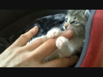 【シロとトラ 】あの頃は小さかった 其の2