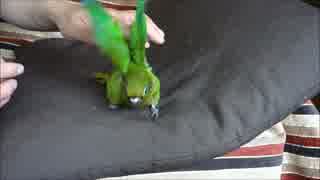 じゃれながら怒るウロコメキシコインコ