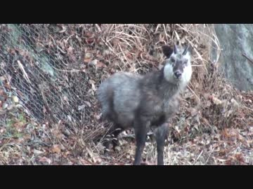 二年目狩猟生活（その３８）