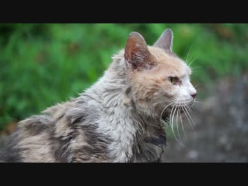 夏の日の午後、長老猫たちを訪ねに行く