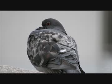 鳩のまばたきは意外と怖い