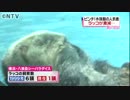水族館の人気者 ラッコ減少のワケ