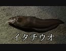 アウトドアをやろう！Lok＆PB「イタチウオ釣って食べるぞ」 in 八丈島 後編