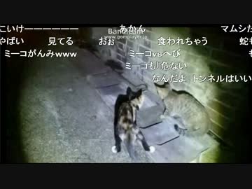 人気の 猫 蛇 動画 16本 ニコニコ動画