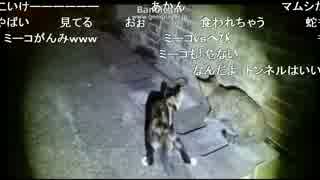 人気の 猫 蛇 動画 17本 ニコニコ動画