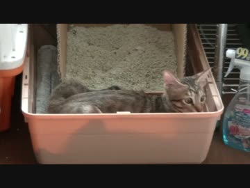 一人で大運動会を開催する猫