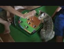 子供と一緒に野球盤を遊ぶ猫