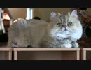 猫の居る休憩所299①