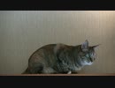猫の居る休憩所299③