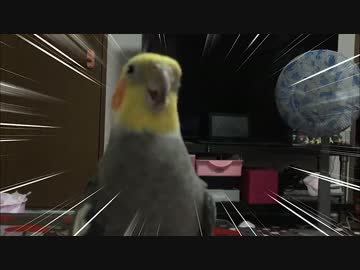 オカメインコは不思議な踊りを踊った！