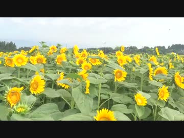 【癒し系】高鍋 キャベツ畑のひまわり祭2015⑥