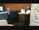 檻の中と外の力関係