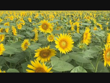 【癒し系】高鍋 キャベツ畑のひまわり祭 2015④
