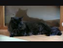 猫の居る休憩所299④