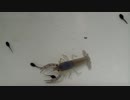 【疑似m@s】ザリガニ！ファーストバイト