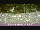 野鳥観察2015年8月15日