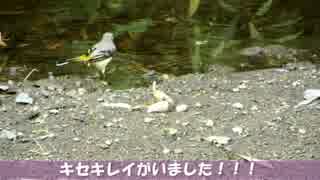 野鳥観察2015年8月15日