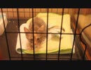 めいちゃんのふみふみ