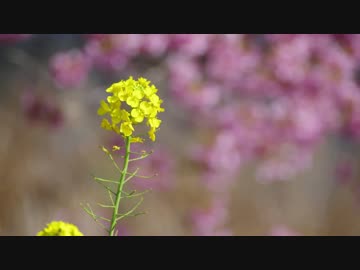 【お気楽バイク旅】ツーリングで出会った花々【MT-07】