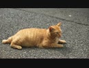 茶トラ兄弟のアホの子、ひと夏の恋