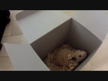 ハムスターと初めての同居生活　#1