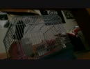 うちのハムスターがこんなにもダサい