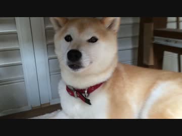 全ては鉢犬のものになった