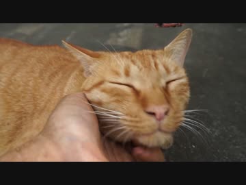 傷心の茶トラ兄弟のアホの子、モフられてイイ顔をする