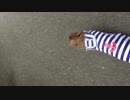 【テスト動画】 愛犬の散歩を見守る駆け出し実況者