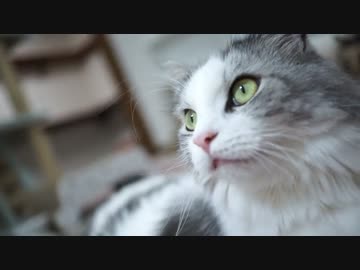 【#444】 ご飯を食べる　【猫万歳】