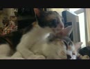 子猫ふたりの微笑ましいお姿 の巻