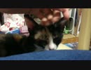 小さなお猫さまと過ごす、最後の夜… の巻